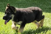 Big Bear, a female German Shepherd Dog for sale in Eolia, MO – Photo 2 of 10