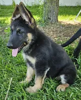Big Bear, a female German Shepherd Dog for sale in Eolia, MO – Photo 8 of 10