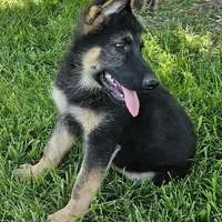 Big Bear, a female German Shepherd Dog for sale in Eolia, MO – Photo 6 of 10