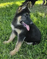 Big Bear, a female German Shepherd Dog for sale in Eolia, MO – Photo 6 of 10