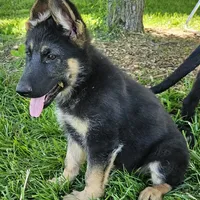 Big Bear, a female German Shepherd Dog for sale in Eolia, MO – Photo 9 of 10