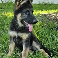 Big Bear, a female German Shepherd Dog for sale in Eolia, MO – Photo 3 of 10