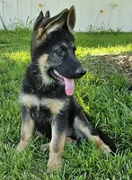 Big Bear, a female German Shepherd Dog for sale in Eolia, MO – Photo 3 of 10