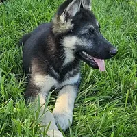Silver Bear, a female German Shepherd Dog for sale in Eolia, MO – Photo 3 of 7