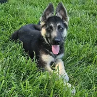 Silver Bear, a female German Shepherd Dog for sale in Eolia, MO – Photo 5 of 7