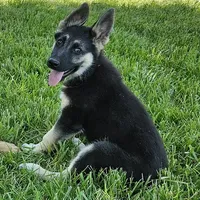 Silver Bear, a female German Shepherd Dog for sale in Eolia, MO – Photo 7 of 7