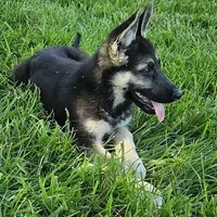 Silver Bear, a female German Shepherd Dog for sale in Eolia, MO – Photo 4 of 7
