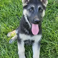 Silver Bear, a female German Shepherd Dog for sale in Eolia, MO – Photo 1 of 7