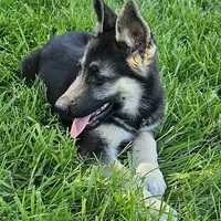 Silver Bear, a female German Shepherd Dog for sale in Eolia, MO – Photo 6 of 7