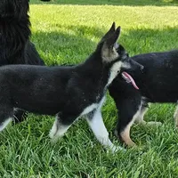 Silver Bear, a female German Shepherd Dog for sale in Eolia, MO – Photo 2 of 7