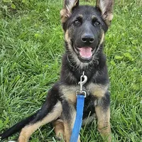 Michelob, a male German Shepherd Dog for sale in Eolia, MO – Photo 7 of 10