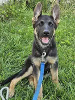 Michelob, a male German Shepherd Dog for sale in Eolia, MO – Photo 7 of 10