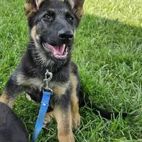 Michelob, a male German Shepherd Dog for sale in Eolia, MO – Photo 4 of 10