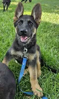 Michelob, a male German Shepherd Dog for sale in Eolia, MO – Photo 10 of 10