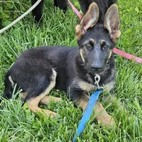 Michelob, a male German Shepherd Dog for sale in Eolia, MO – Photo 5 of 10