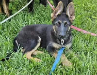 Michelob, a male German Shepherd Dog for sale in Eolia, MO – Photo 5 of 10