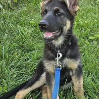 Michelob, a male German Shepherd Dog for sale in Eolia, MO – Photo 9 of 10