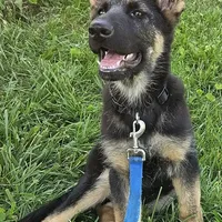 Michelob, a male German Shepherd Dog for sale in Eolia, MO – Photo 6 of 10