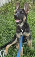 Michelob, a male German Shepherd Dog for sale in Eolia, MO – Photo 6 of 10