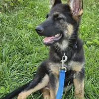 Michelob, a male German Shepherd Dog for sale in Eolia, MO – Photo 8 of 10