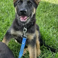 Michelob, a male German Shepherd Dog for sale in Eolia, MO – Photo 3 of 10