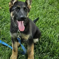 Michelob, a male German Shepherd Dog for sale in Eolia, MO – Photo 2 of 10