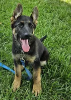 Michelob, a male German Shepherd Dog for sale in Eolia, MO – Photo 2 of 10