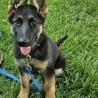Michelob, a male German Shepherd Dog for sale in Eolia, MO – Photo 1 of 10