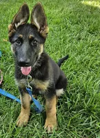 Michelob, a male German Shepherd Dog for sale in Eolia, MO – Photo 1 of 10