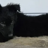 Baby Bear, a female German Shepherd Dog for sale in Eolia, MO – Photo 2 of 5