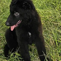 Baby Bear, a female German Shepherd Dog for sale in Eolia, MO – Photo 3 of 5
