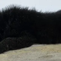 Baby Bear, a female German Shepherd Dog for sale in Eolia, MO – Photo 5 of 5