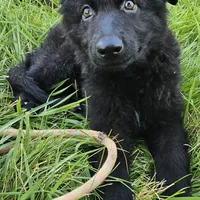 Baby Bear, a female German Shepherd Dog for sale in Eolia, MO – Photo 4 of 5