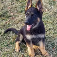 Grizzly, a female German Shepherd Dog for sale in Eolia, MO – Photo 8 of 8