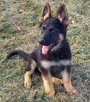 Grizzly, a female German Shepherd Dog for sale in Eolia, MO – Photo 8 of 8