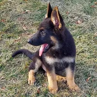 Grizzly, a female German Shepherd Dog for sale in Eolia, MO – Photo 7 of 8