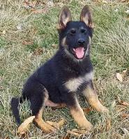 Grizzly, a female German Shepherd Dog for sale in Eolia, MO – Photo 1 of 8