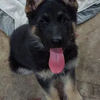 Grizzly, a female German Shepherd Dog for sale in Eolia, MO – Photo 4 of 8
