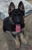 Grizzly, a female German Shepherd Dog for sale in Eolia, MO – Photo 4 of 8