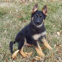 Grizzly, a female German Shepherd Dog for sale in Eolia, MO – Photo 3 of 8