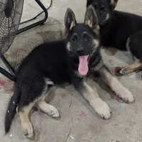 Grizzly, a female German Shepherd Dog for sale in Eolia, MO – Photo 6 of 8