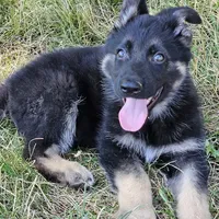 Bear, a male German Shepherd Dog for sale in Eolia, MO – Photo 7 of 10