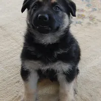 Bear, a male German Shepherd Dog for sale in Eolia, MO – Photo 2 of 10