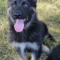 Bear, a male German Shepherd Dog for sale in Eolia, MO – Photo 1 of 10