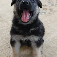 Bear, a male German Shepherd Dog for sale in Eolia, MO – Photo 3 of 10