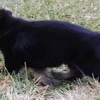 Bear, a male German Shepherd Dog for sale in Eolia, MO – Photo 4 of 10