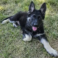 Bear, a male German Shepherd Dog for sale in Eolia, MO – Photo 10 of 10