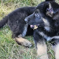 Bear, a male German Shepherd Dog for sale in Eolia, MO – Photo 9 of 10