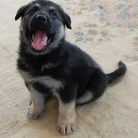 Bear, a male German Shepherd Dog for sale in Eolia, MO – Photo 5 of 10