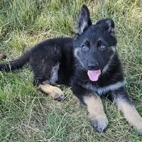 Bear, a male German Shepherd Dog for sale in Eolia, MO – Photo 8 of 10
